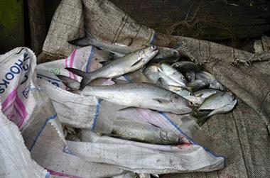 Fish Market Auction, Cochin_DSC6043_H600